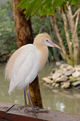 0766 Wildlife Habitat Port Douglas